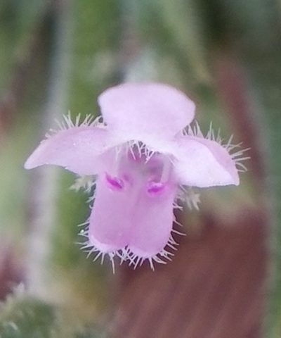 Micromeria juliana, photographed by Martin Scheuch