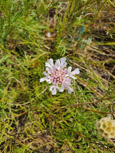 Lomelosia isetensis, photographed by Анна Митрошенкова