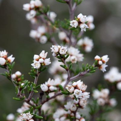 Cryptandra tomentosa, photographed by Kym Nicolson