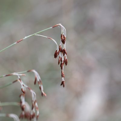 Hypolaena fastigiata, photographed by Kym Nicolson