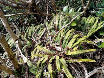 Austroblechnum durum, photographed by John Barkla