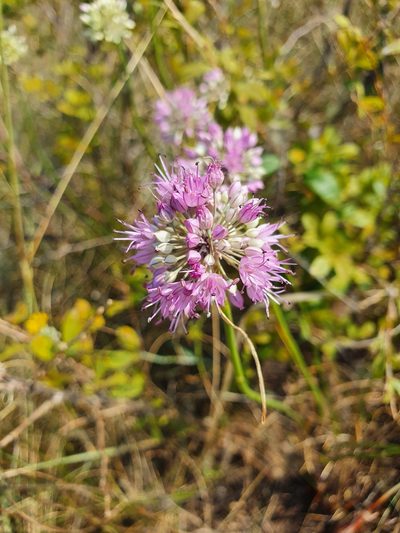 Allium cretaceum, photographed by Анна Митрошенкова
