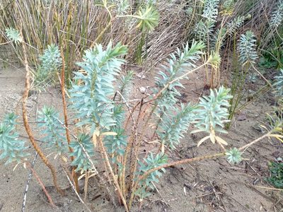 Euphorbia glauca, photographed by John Barkla