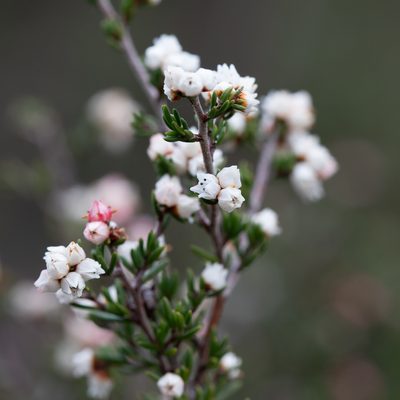 Cryptandra tomentosa, photographed by Kym Nicolson