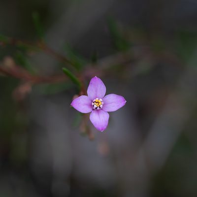 Boronia filifolia, photographed by Kym Nicolson