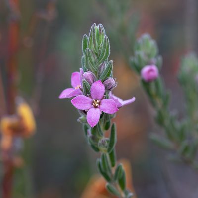 Zieria veronicea, photographed by Kym Nicolson