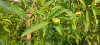 Morinda coreia, photographed by P Jeganathan