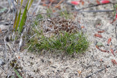Schoenus breviculmis, photographed by Kym Nicolson