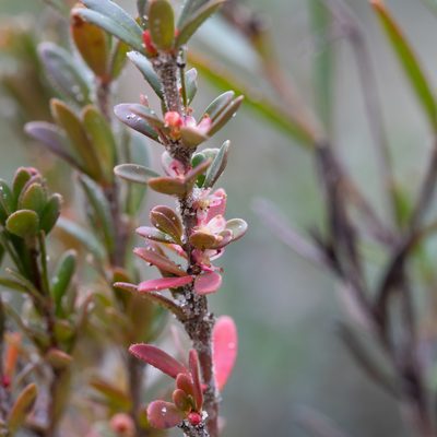 Micrantheum demissum, photographed by Kym Nicolson