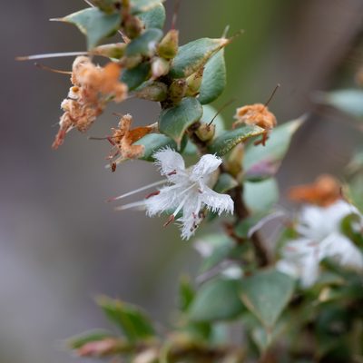 Styphelia exarrhena, photographed by Kym Nicolson