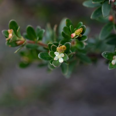 Micrantheum demissum, photographed by Kym Nicolson