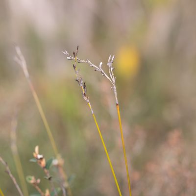 Lepidosperma semiteres, photographed by Kym Nicolson