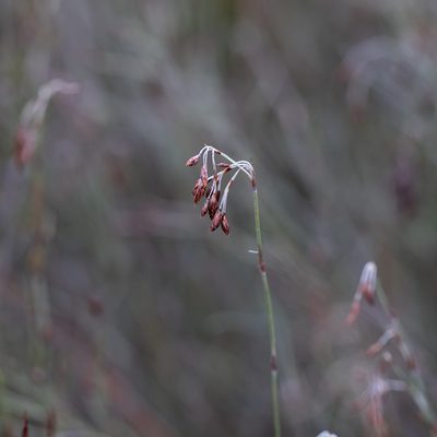 Hypolaena fastigiata, photographed by Kym Nicolson