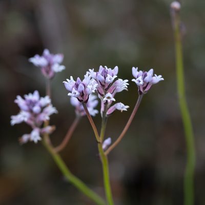 Conospermum patens, photographed by Kym Nicolson