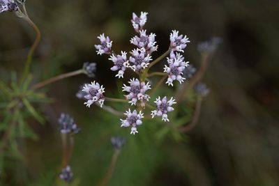 Conospermum patens, photographed by Kym Nicolson