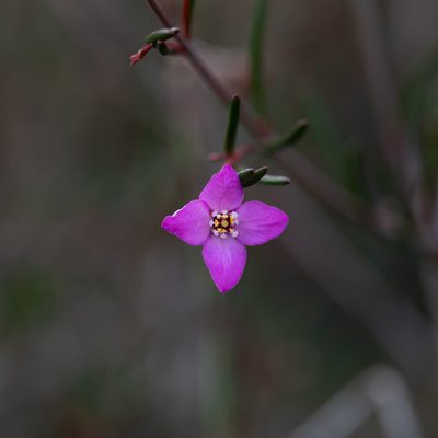 Boronia filifolia, photographed by Kym Nicolson