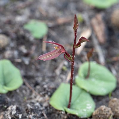 Cyrtostylis robusta, photographed by Kym Nicolson