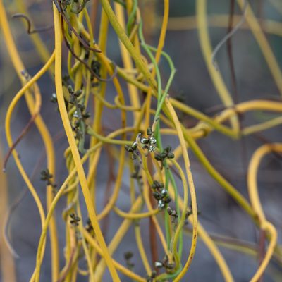 Cassytha melantha, photographed by Kym Nicolson