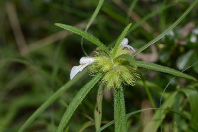 Leucas stricta, photographed by S.MORE