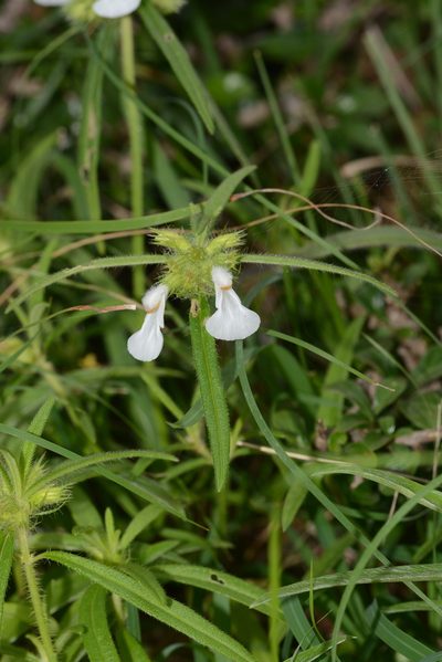 Leucas stricta, photographed by S.MORE