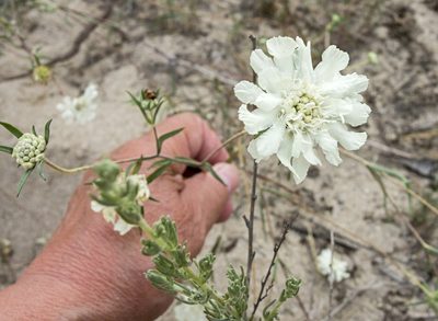 Lomelosia argentea, photographed by katunchik
