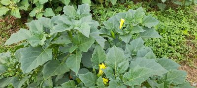Datura metel, photographed by P Jeganathan