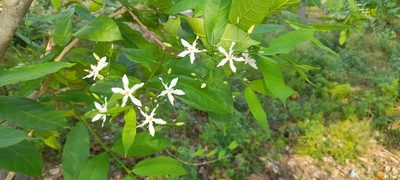 Wrightia tinctoria, photographed by P Jeganathan