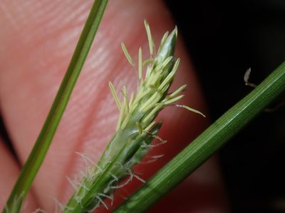 Carex breviculmis, photographed by Thomas Mesaglio