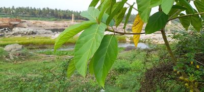 Ficus hispida, photographed by P Jeganathan