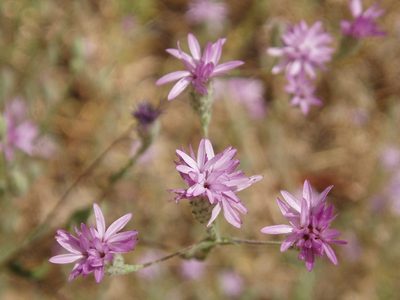 Lessingia leptoclada, photographed by tomhilton