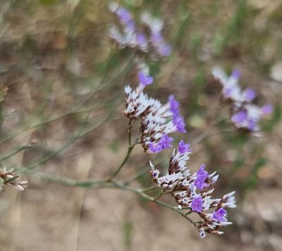 Limonium gmelini, photographed by bulatik