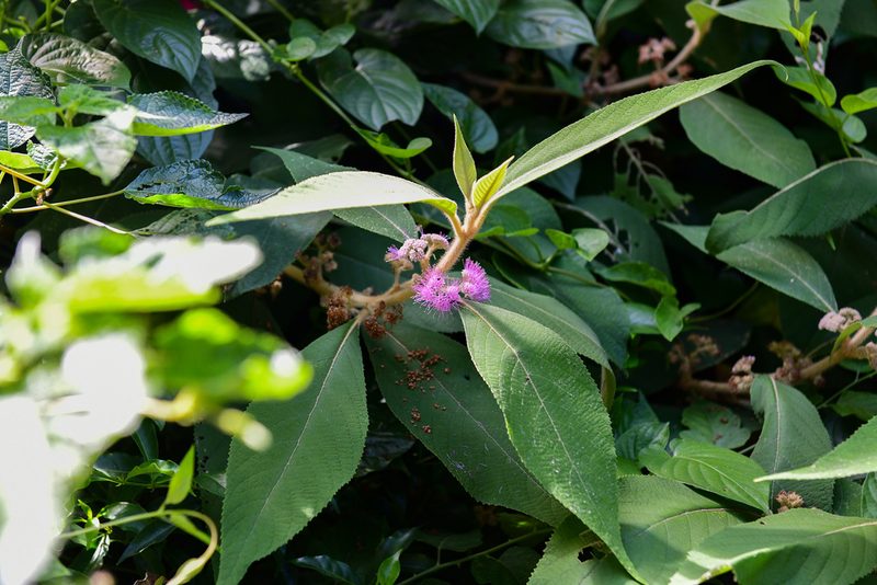 Callicarpa kochiana, photographed by Yi CHEN