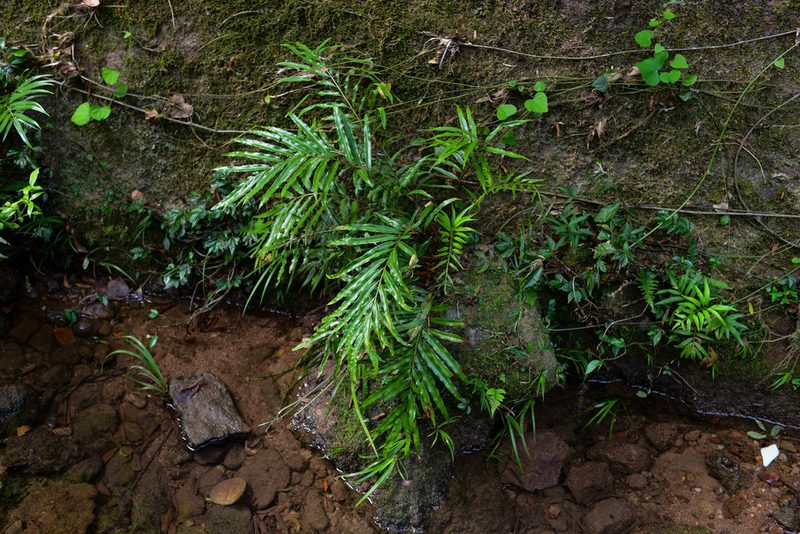 Plenasium vachellii, photographed by Yi CHEN
