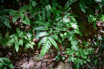 Woodwardia japonica, photographed by Yi CHEN