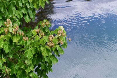 Firmiana simplex, photographed by Yi CHEN