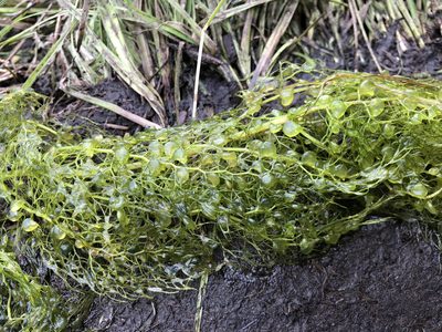 Utricularia macrorhiza, photographed by Jason Grant