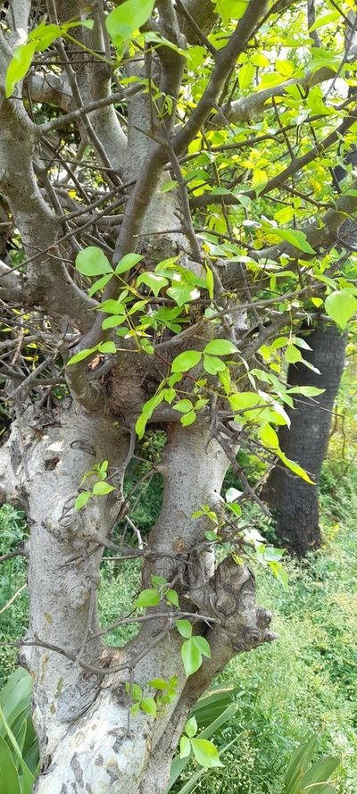 Commiphora caudata, photographed by P Jeganathan