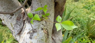 Commiphora caudata, photographed by P Jeganathan