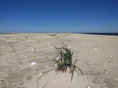 Panicum amarum, photographed by Lexi Adams