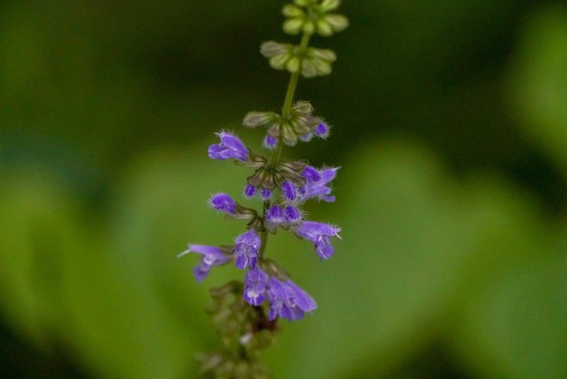 Salvia japonica, photographed by WATANABE Hitoshi 渡辺仁