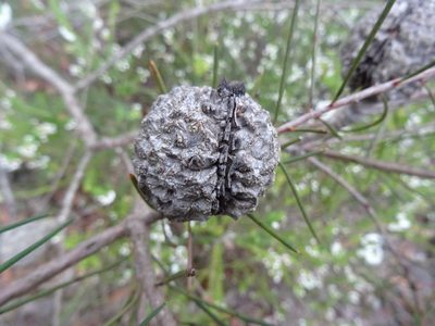 Hakea propinqua, photographed by Gary Williams