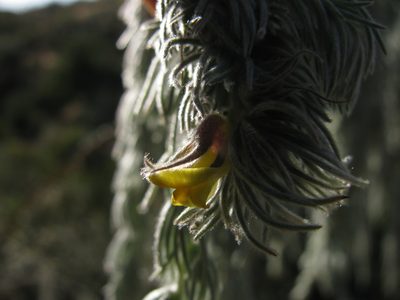 Aspalathus usnoides, photographed by douglaseustonbrown