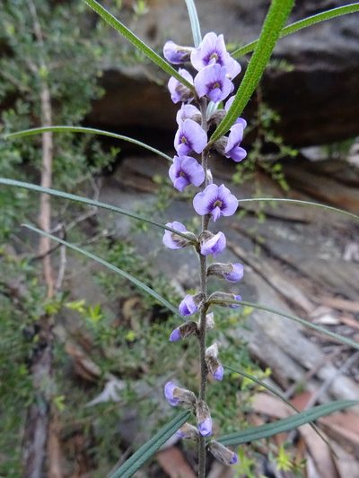 Hovea linearis, photographed by Gary Williams