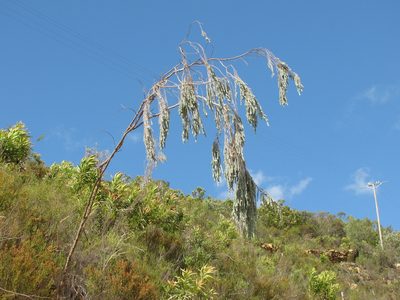 Aspalathus usnoides, photographed by douglaseustonbrown