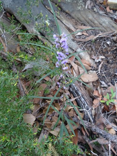 Hovea linearis, photographed by Gary Williams