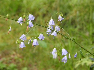 Adenophora liliifolia, photographed by Ксения Волянская