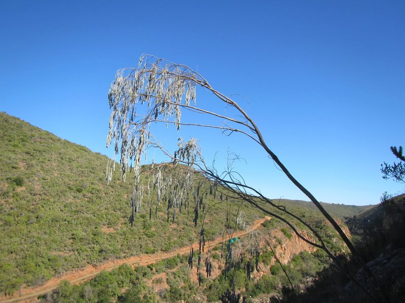 Aspalathus usnoides, photographed by douglaseustonbrown