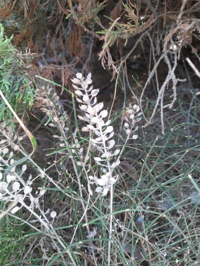 Alyssum hirsutum, photographed by Виктория Билоус