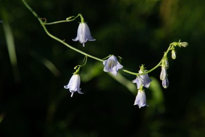 Adenophora liliifolia, photographed by Нурхайдарова Татьяна