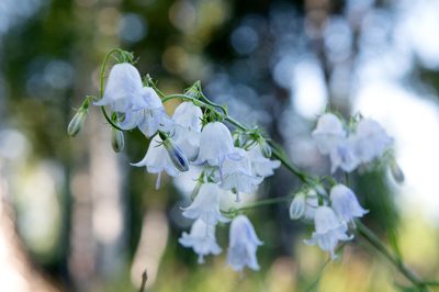 Adenophora liliifolia, photographed by Нурхайдарова Татьяна